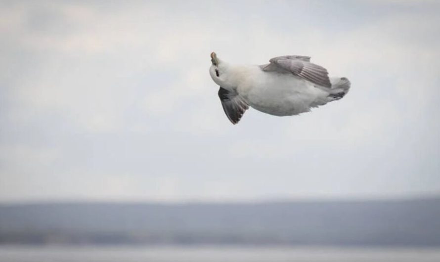 A Perfectly Timed Picture Of The Worlds Happiest Bird Caught In Mid Air Bliss!