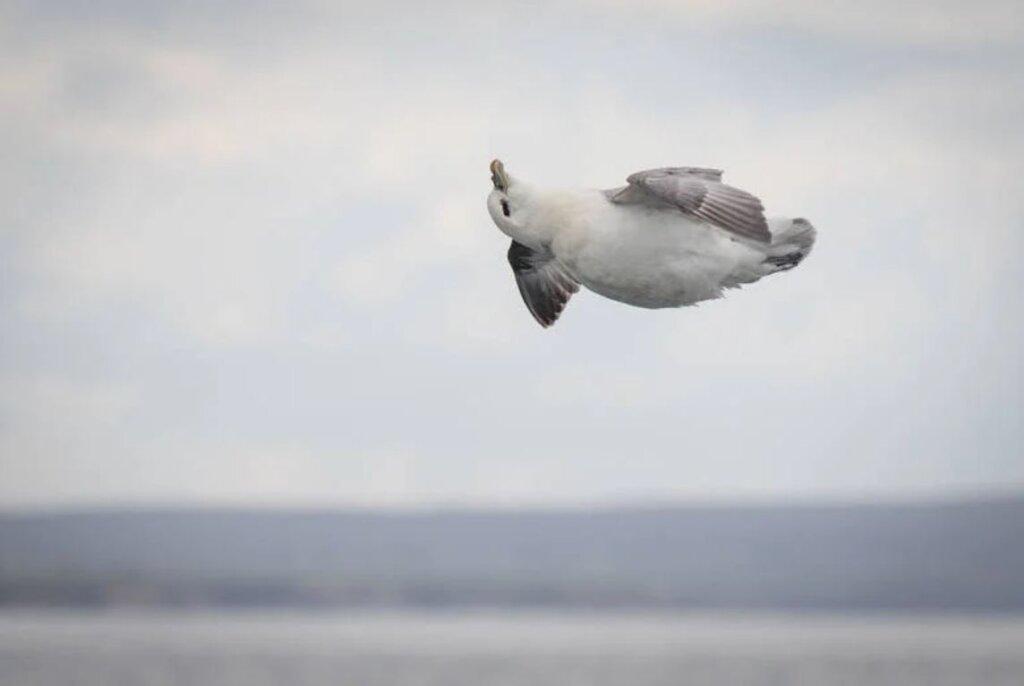 A Perfectly Timed Picture Of The Worlds Happiest Bird Caught In Mid Air Bliss
