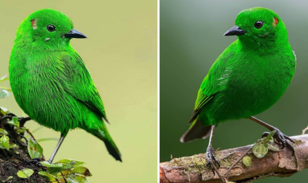A Shinning Bird Clad Head To Toe In A Fantastic, Glistening, Almost Fluorescent Green - Meet The Emerald Tanager!