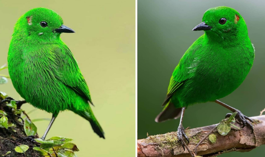 A Shinning Bird Clad Head To Toe In A Fantastic, Glistening, Almost Fluorescent Green – Meet The Emerald Tanager!