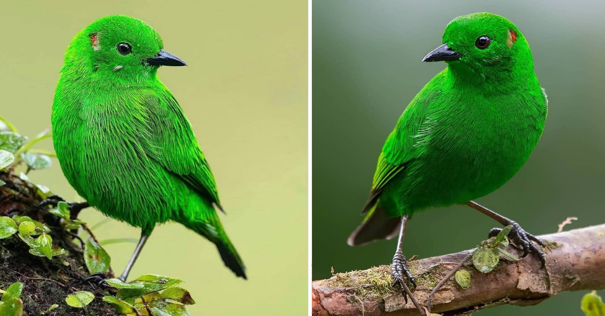 A Shinning Bird Clad Head To Toe In A Fantastic, Glistening, Almost Fluorescent Green - Meet The Emerald Tanager!