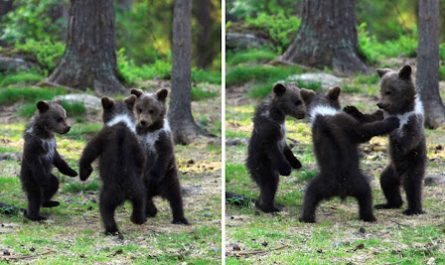 A Trio Of Cute And Playful Baby Bears Found Dancing In Finland Woodland, Caught By Photographer