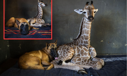 Abandoned giraffe comes to be good friends with watchdog at an animal sanctuary