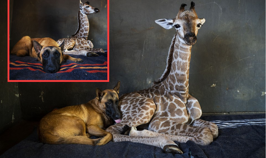 Abandoned giraffe comes to be good friends with watchdog at an animal sanctuary (and no, it’s not a tall story!).