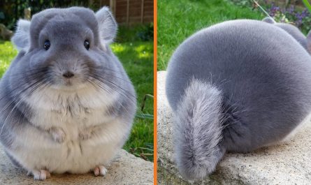 Adorable Violet Chinchillas Look Completely Round From Behind