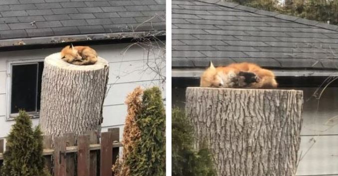 Adorable little fox sleeping on a tree stump makes the day of couple stuck in isolation