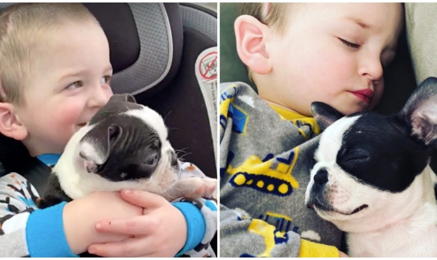 After Surviving Brain Surgery, His Mom Gave Him A New Puppy Who’s Just Like Him