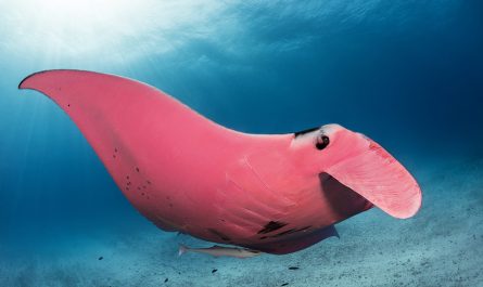 Amazing Photos Showing The Only Pink Manta Ray in the World