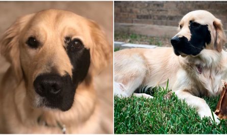 An Unusual Genetic Abnormality In A Golden Retriever Makes Him Extremely Charming