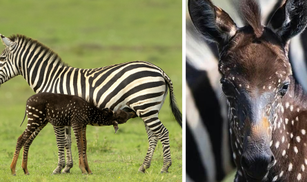 Baby Zebra Is Born With Dots Rather Than Stripes First Time Ever Before Recorded