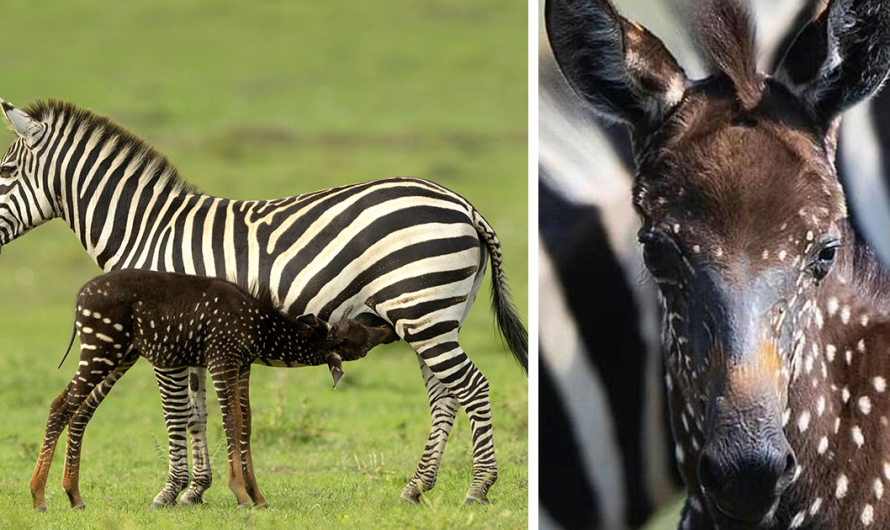 Baby Zebra Is Born With Dots Rather Than Stripes  First Time Ever Before Recorded (10 Pics).