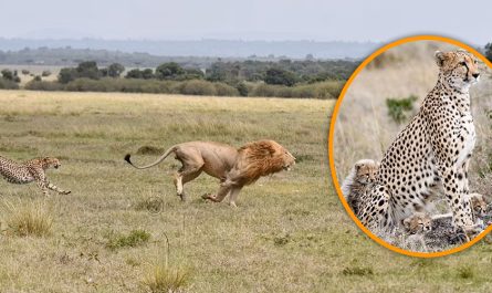 Big cat fight! Brave mother cheetah chases off 330lb male lion after it attempted to eat her cubs in Kenya