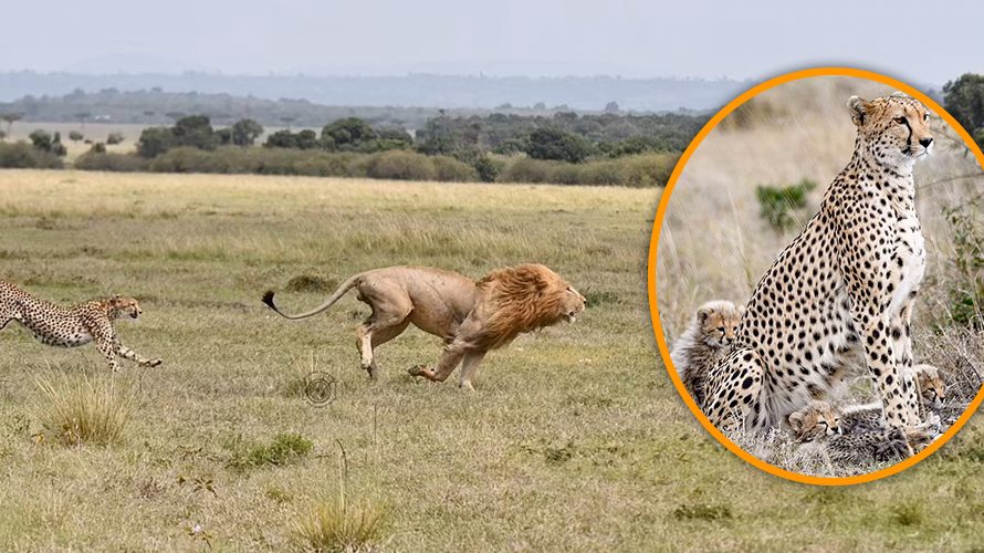 Big cat fight! Brave mother cheetah chases off 330lb male lion after it attempted to eat her cubs in Kenya