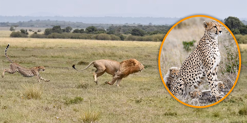Big cat fight! Brave mother cheetah chases off 330lb male lion after it attempted to eat her cubs in Kenya