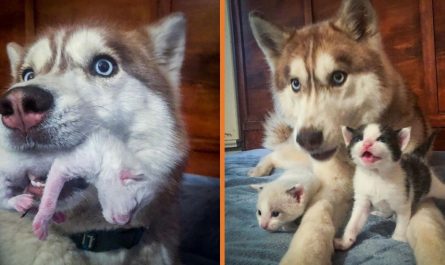 Brave Husky Discovers Box Filled With Near-Dying Kitties And Adopts Them (10 Pics).