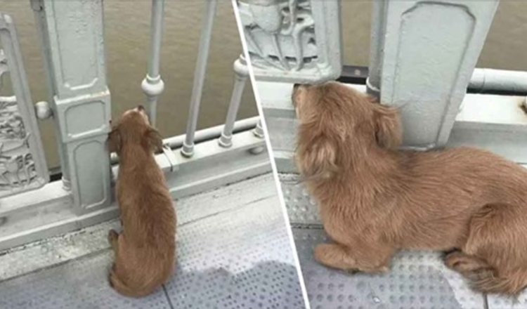 Broken heart Dog Waits for 4 Days on Bridge in China after Owner Commits Suicide