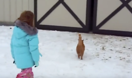 Cat Plays Together With Mom And Dad And Leads Little Girl To Her Christmas Present