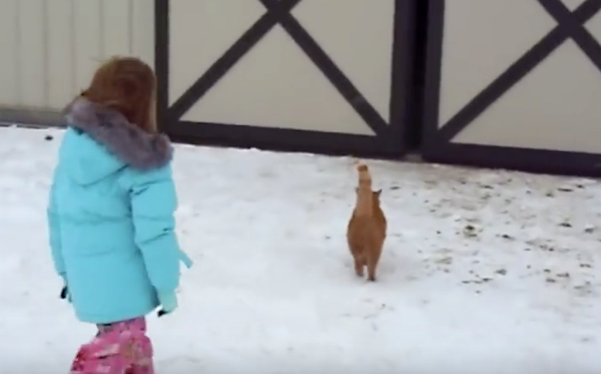 Cat Plays Together With Mom And Dad And Leads Little Girl To Her Christmas Present