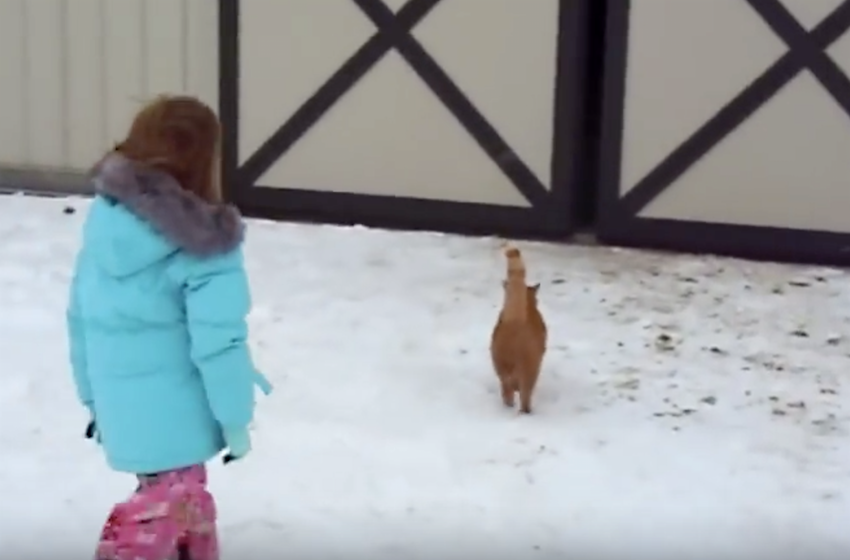 Cat Plays Together With Mom And Dad And Leads Little Girl To Her Christmas Present