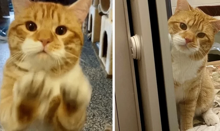 Cat Waves at Visitors at Sanctuary and Wishes Someone Can Take Him Home