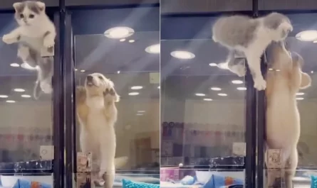 Cat escapes pet store display to comfort lonely dog friend