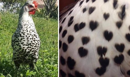 Chicken With Hearts Covering Her Feathers Spreads Happiness To Everybody Who Sees Her