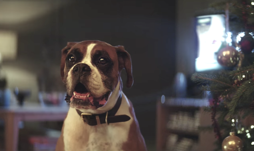 Christmas Clip Featuring Buster The Boxer Gives Us The Vacation Warm And Fuzzies