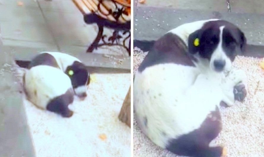 Dad Finds Missing Dog On The Streets After 3-Years And Had The Sweetest Reunion