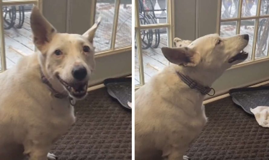 Deaf dog surprises mother with her actual own way of ‘speaking’.