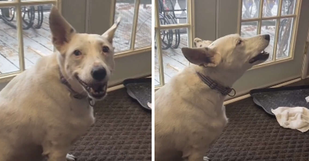 Deaf dog surprises mother with her actual own way of 'speaking'.