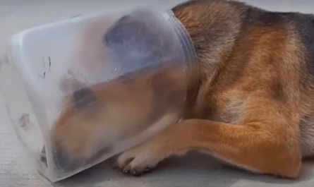 Desperately Exhausted Dog With Jar On Head Laid Down Began To Suffocate