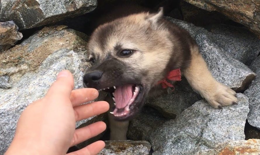Dog Buried In Huge Pile Of Rocks, Rescue Story Touched Millions Of Hearts