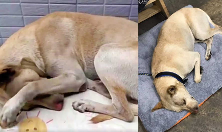 Dog Found Crying Outside Supermarket For 6 Months, Waiting For Owner That Dumped Him