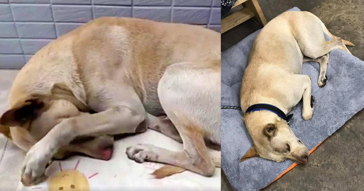 Dog Found Crying Outside Supermarket For 6 Months, Waiting For Owner That Dumped Him