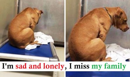 Dog Is Broken After His Adoption Falls Through, So He Looks at A Wall All The Time