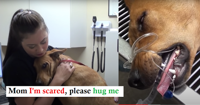 Dog Just 5 Minutes Far From Euthanasia Saved And Now Gives The Best Hugs