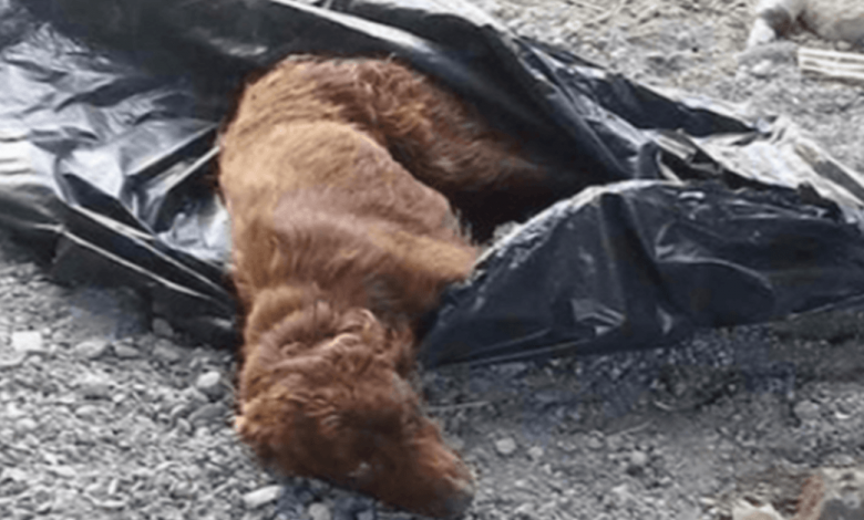 Dog Locked Up In Garbage Bag And Left By A River Bed To Rot Is Saved Just In Time