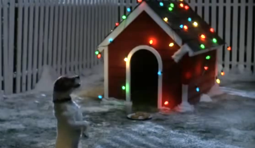 Dog Puts Out Cookies And Waits All Night Time For Santa To Show up