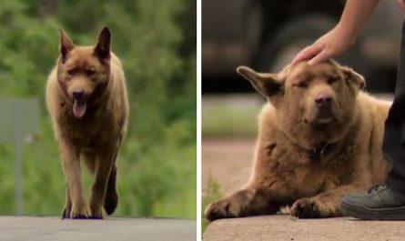 Dog Walks 4 Miles Into Village Everyday Just To Say 'Hello' To Everyone