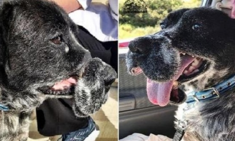 Dog Who Was Deformed By Cruel Cable Muzzle Now Has a Home - And Look How Happy He Is