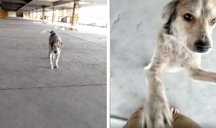 Dog missing for months can not stop crying when his father finally finds him