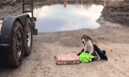 Dumped Dog Who Couldn't Stand, Waiting For Help