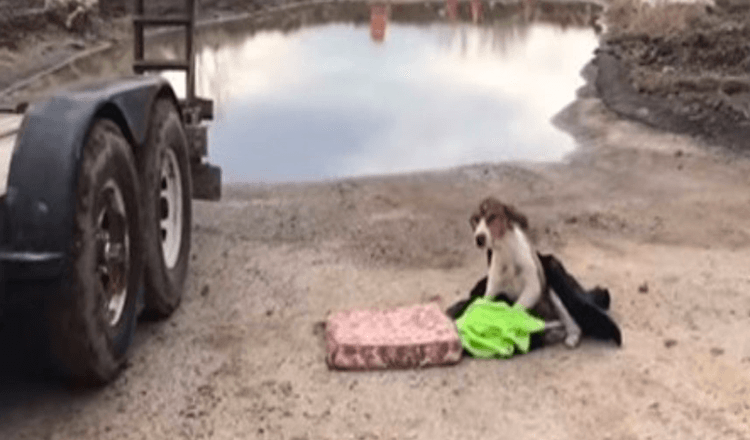 Dumped Dog Who Couldn't Stand, Waiting For Help