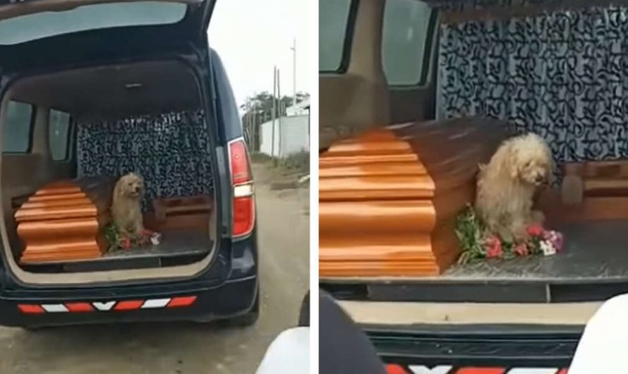 Faithful Dog Insists On Staying By His Owners Side As She’s Laid To Rest