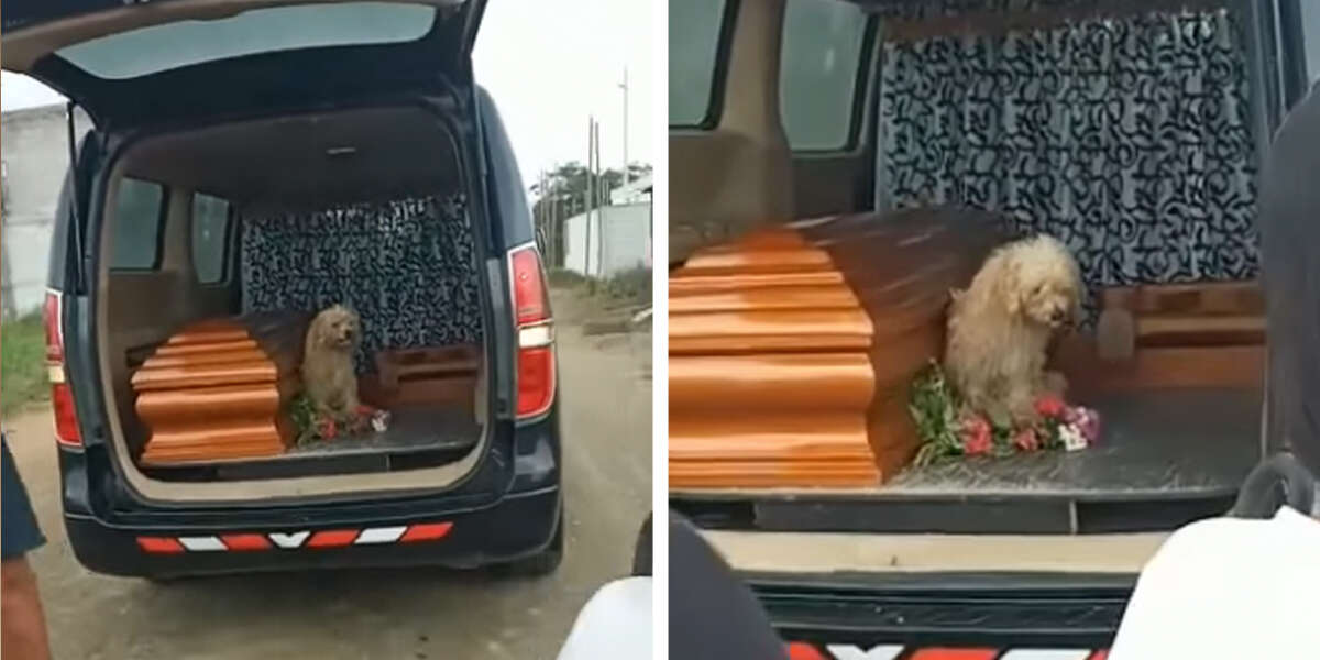 Faithful Dog Insists On Staying By His Owners Side As She's Laid To Rest