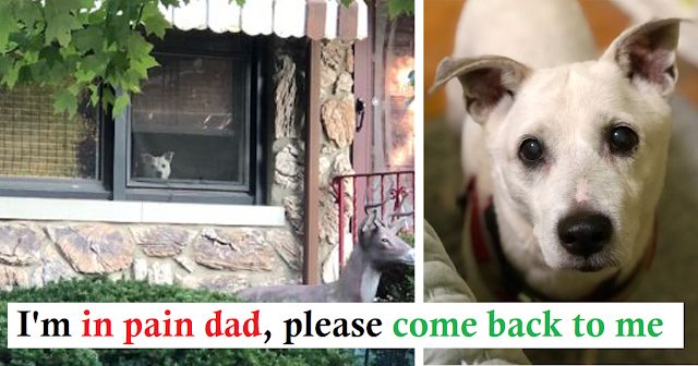 Faithful dog died after sitting by the window daily for 11 years waiting for its owner to come home