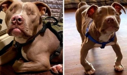 Family Adopts Blind Disabled Pit Bull Pup, He Showers Them With Endless Love