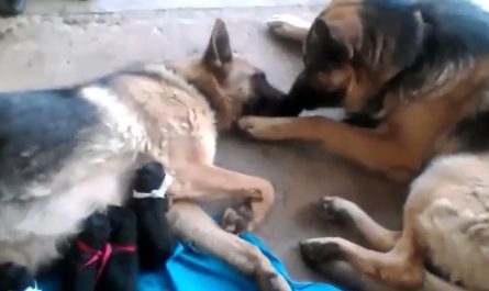 Father Dog Licks Softly His True Love After Giving Birth To Puppies To Comfort Her