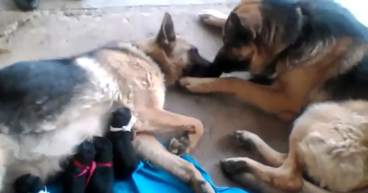 Father Dog Licks Softly His True Love After Giving Birth To Puppies To Comfort Her