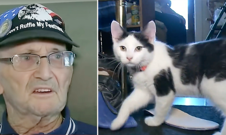 Fluffy, You're My Only Hope Kitten Saves Military Veteran's Life